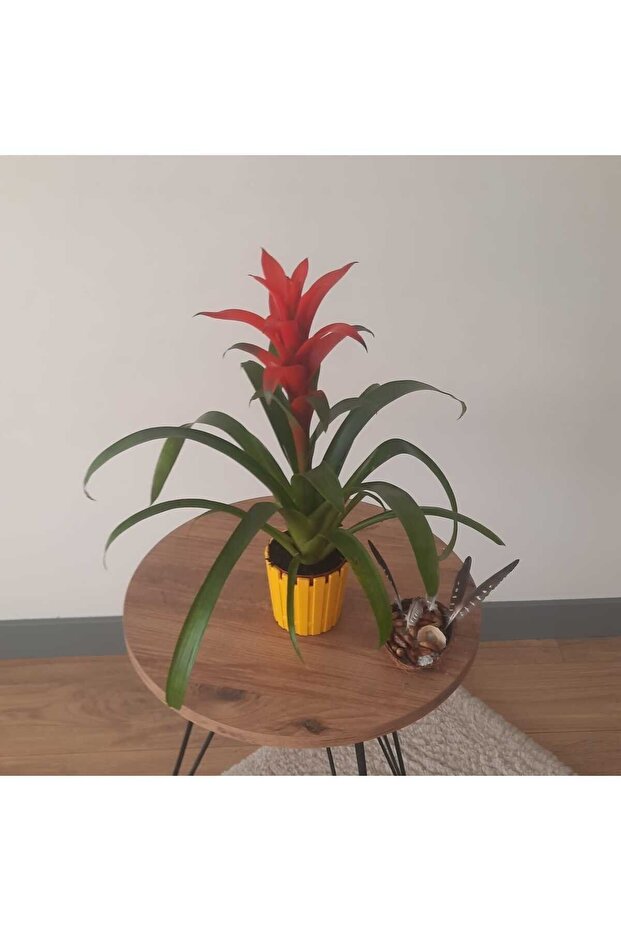 GUZMANYA ÇİÇEĞİ İTHAL - 4