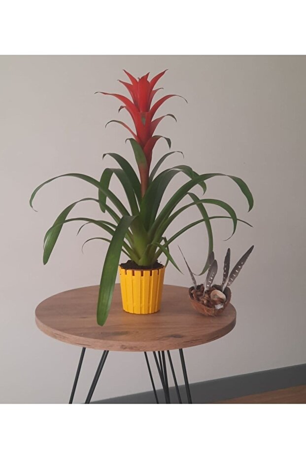 GUZMANYA ÇİÇEĞİ İTHAL - 1