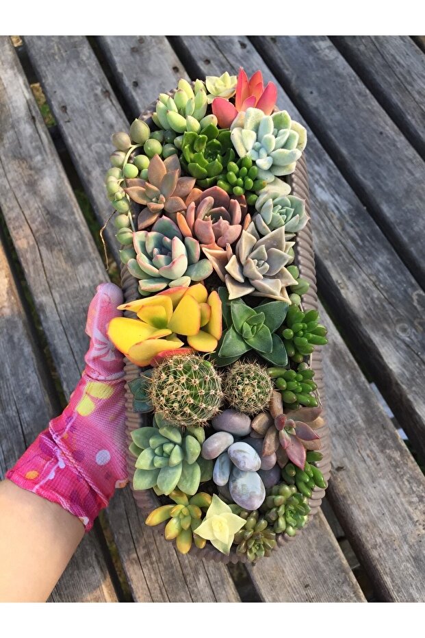 Sukulent Aranjman - 3