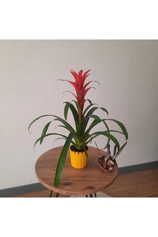 GUZMANYA ÇİÇEĞİ İTHAL - 3