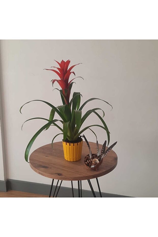 GUZMANYA ÇİÇEĞİ İTHAL - 6