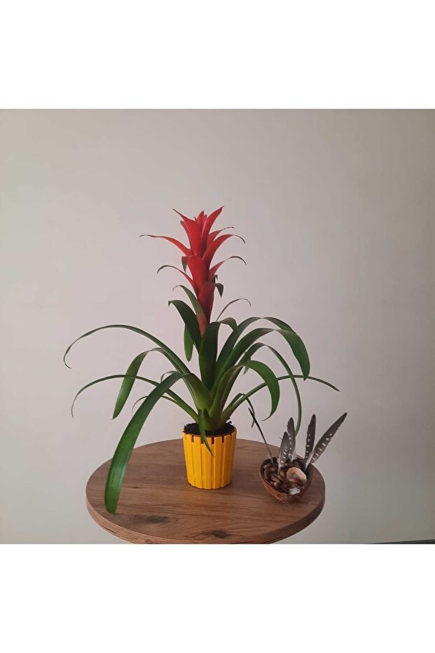 GUZMANYA ÇİÇEĞİ İTHAL - 7