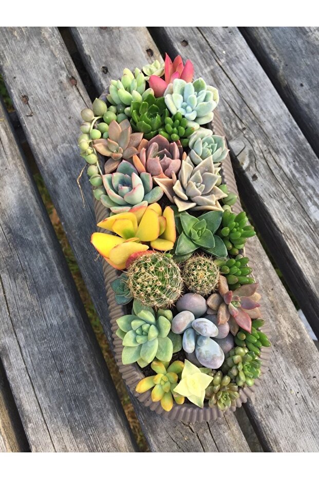 Sukulent Aranjman - 2