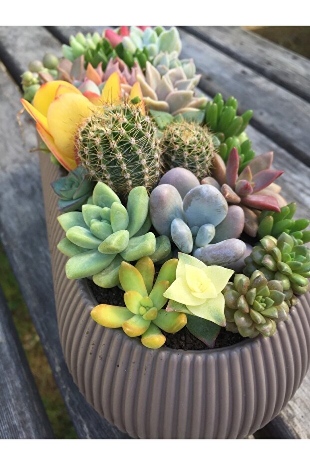 Sukulent Aranjman - 6