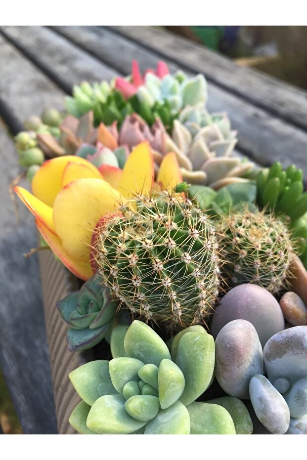 Sukulent Aranjman - 5