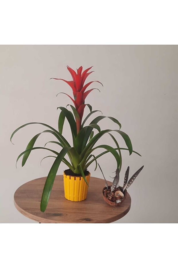 GUZMANYA ÇİÇEĞİ İTHAL - 2