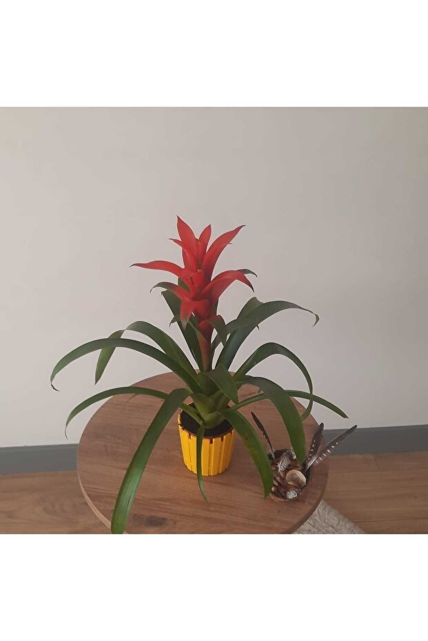 GUZMANYA ÇİÇEĞİ İTHAL - 5