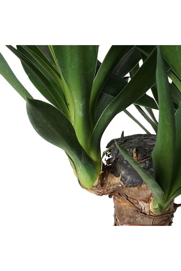 Yucca 2 Gövde - Yuka Hançer 'avize' Çiçeği Yukka - Ev Ofis Salon Iç Mekan Bitkisi - 100 Cm - 1