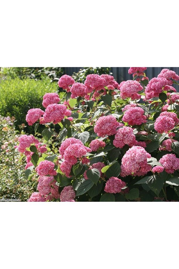 Ortanca Fidanı 1 Adet - Saksılı 20-40 Cm - 1