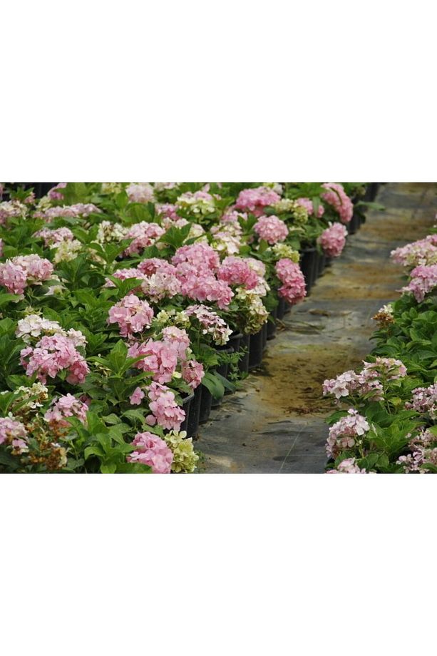 Ortanca Fidanı 1 Adet - Saksılı 20-40 Cm - 4