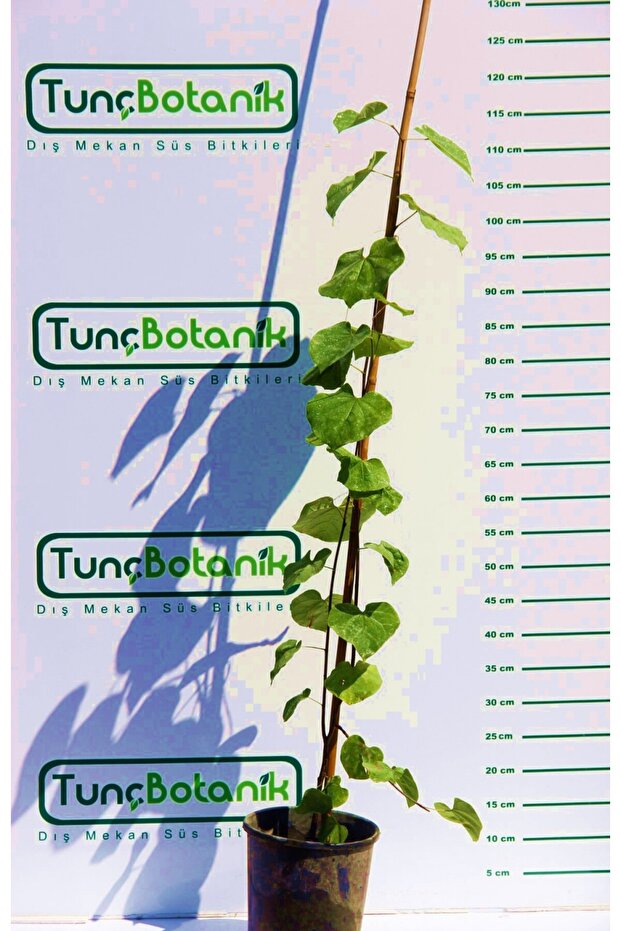 Erguvan Ağacı 1 Metre - 3