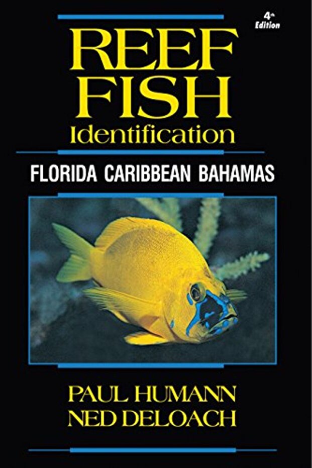 Reef Fish Identification Florida Caribbean Bahamas