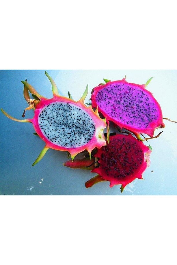4 Âdet Ejder Meyvesi Fidanı Köklü 20-30 Cm Civarı (pitaya Fidanı) - 2