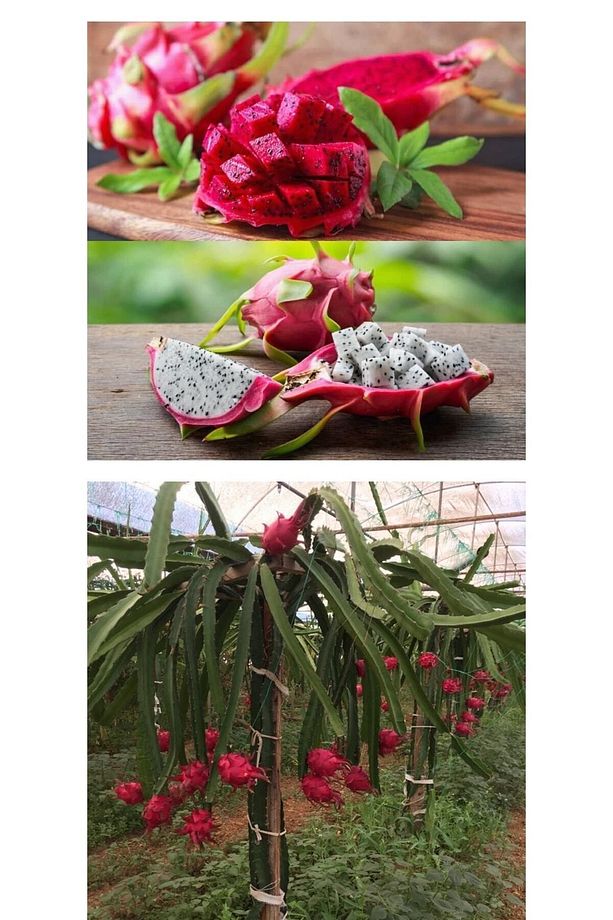 4 Âdet Ejder Meyvesi Fidanı Köklü 20-30 Cm Civarı (pitaya Fidanı) - 1