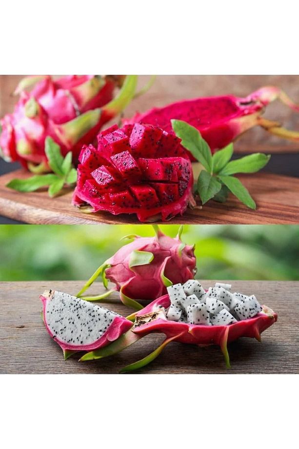 4 Âdet Ejder Meyvesi Fidanı Köklü 20-30 Cm Civarı (pitaya Fidanı) - 3