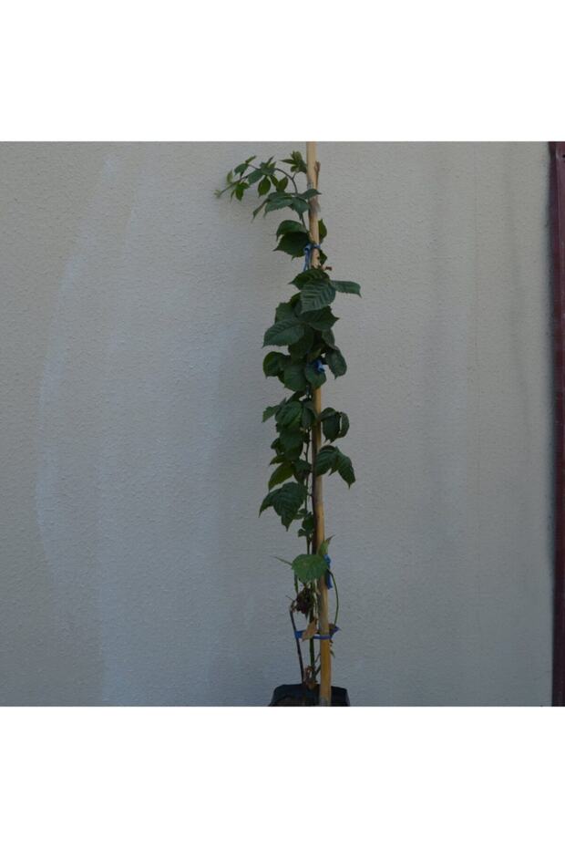 Tüplü Brazos Böğürtlen Fidanı Yaş 2 Boy 50-70cm - 2