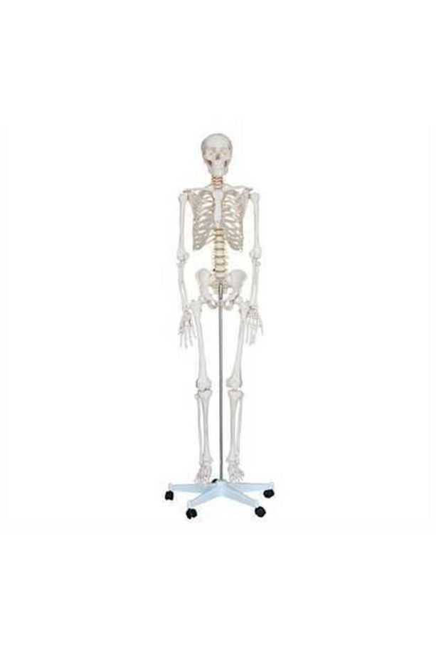 Iskelet Maketi 180 Cm, Insan Iskeleti - Iskelet Modeli - 1