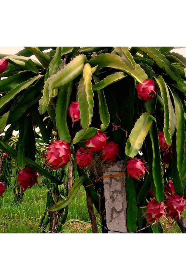Ejder Meyvesi Fidanı (pitaya Fidesi) 100cm Ve Üzeri Büyük Boy - 4