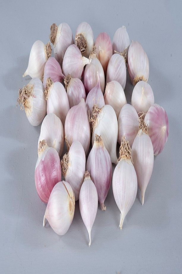 -kastamonu-%100 Yerli-tescil Belgeli-coğrafi Işaretli-tek Diş Mürdük- 1 Kg Fiyatı - 2