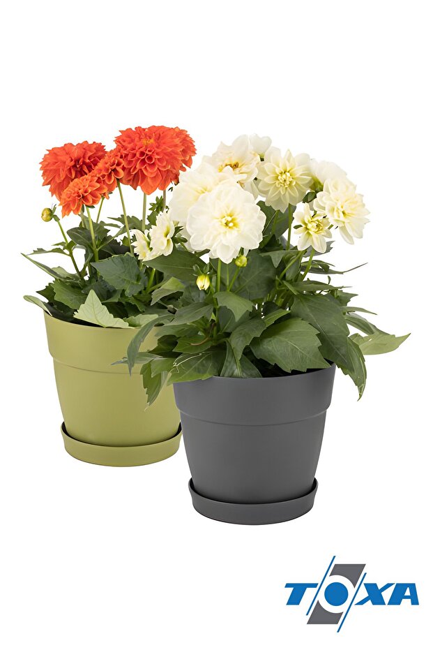 0.11 Litre Mor Manolya Saksı Dekoratif Tabaklı Mat Çiçek Kaktüs Saksısı - 4