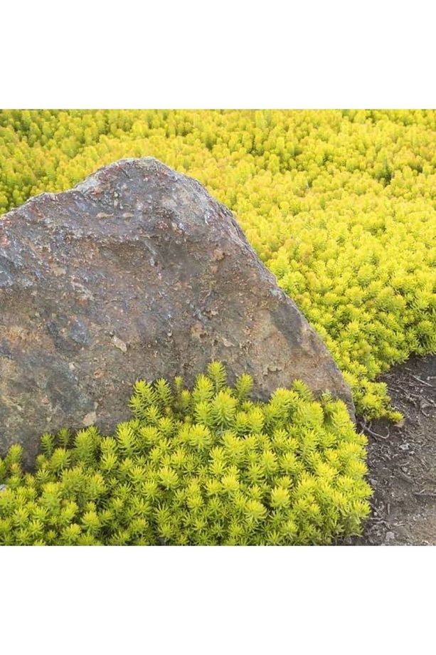 (5 adet) Sedum bitkisi fidesi -yer örtücu- mezar örtücü (10-15 cm) - 2