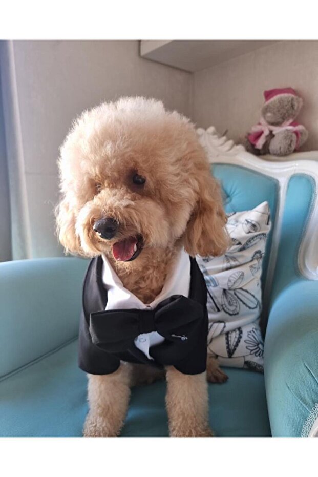 Köpek Smokin - 5