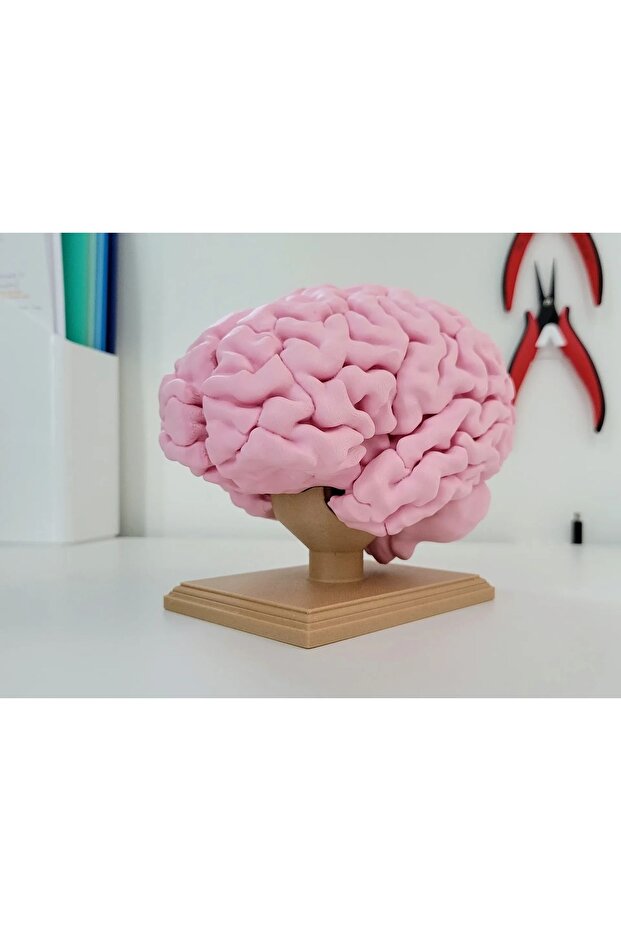 Tam Boy İnsan Beyni Anatomik Figürü - 1