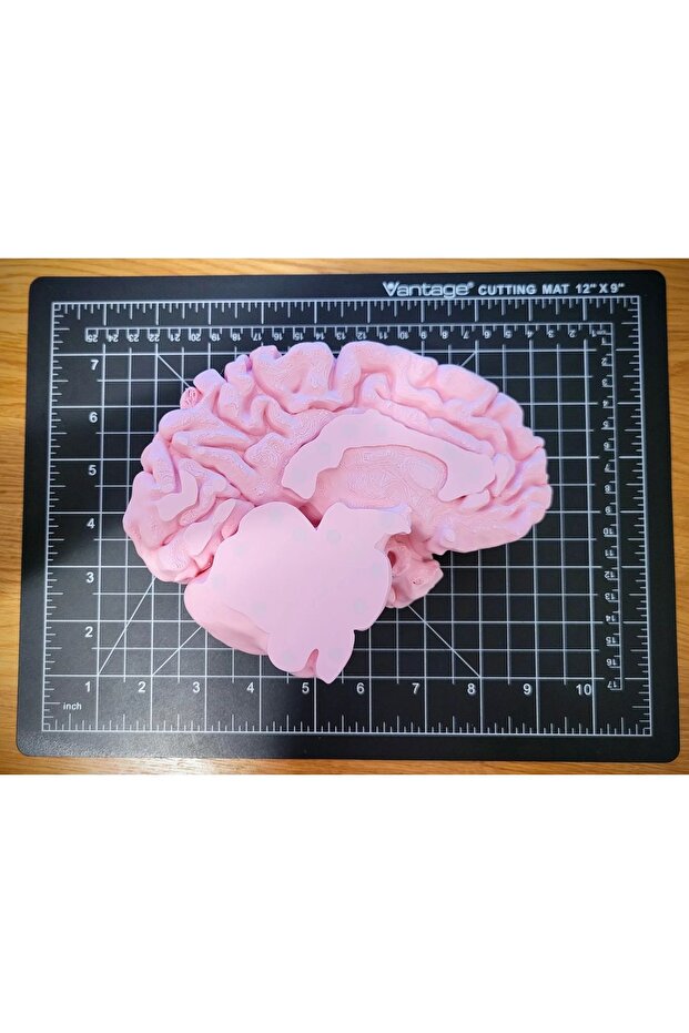 Tam Boy İnsan Beyni Anatomik Figürü - 2