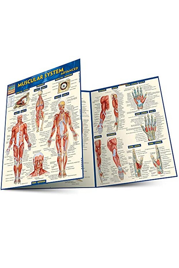 Muscular System Advanced - 1