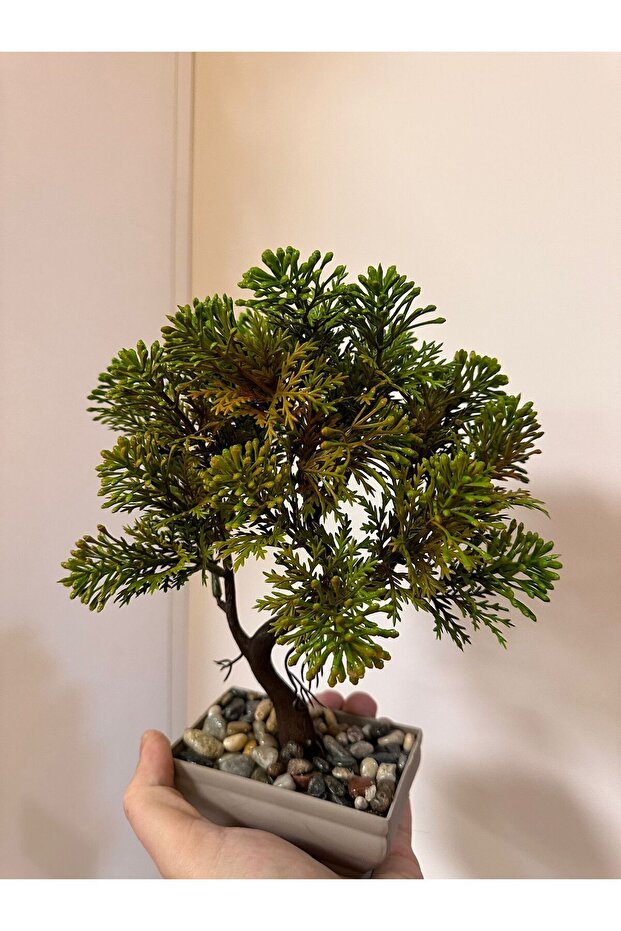 Kasımpatı Agacı - 6