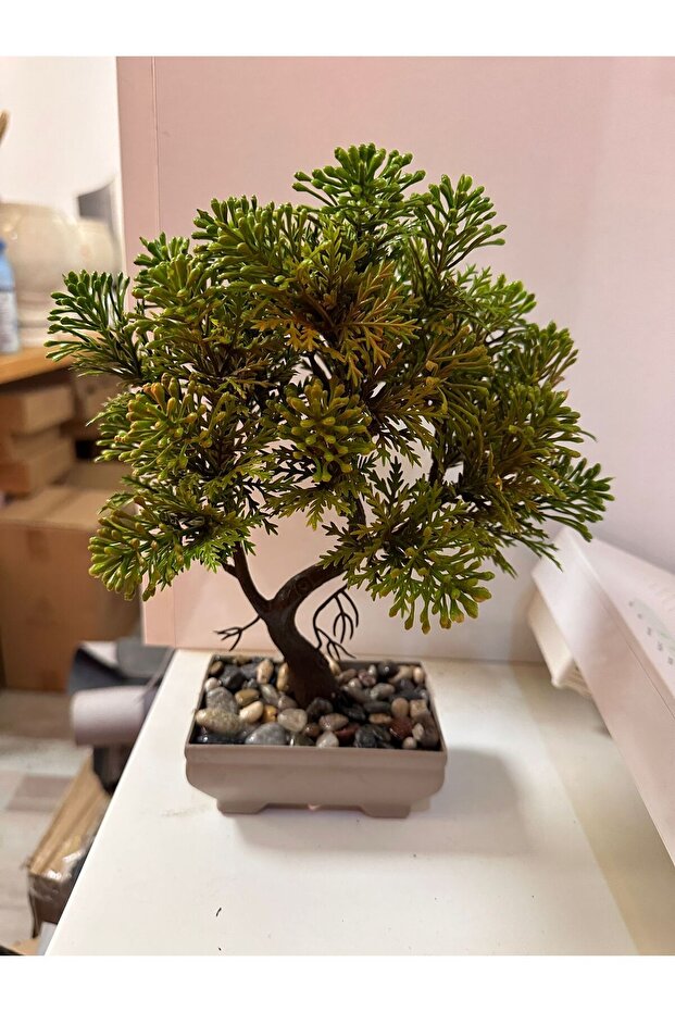 Kasımpatı Agacı - 3