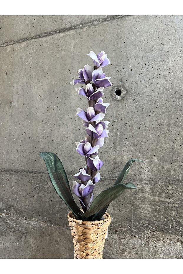 Mor Tenit Çiçeği - 2