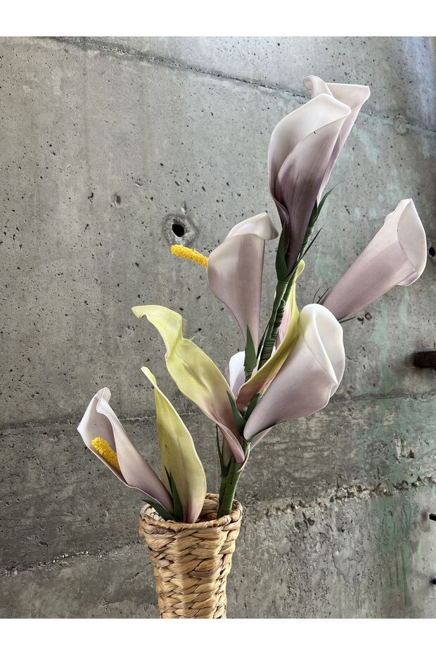 Mor Barış Çiçeği - 2