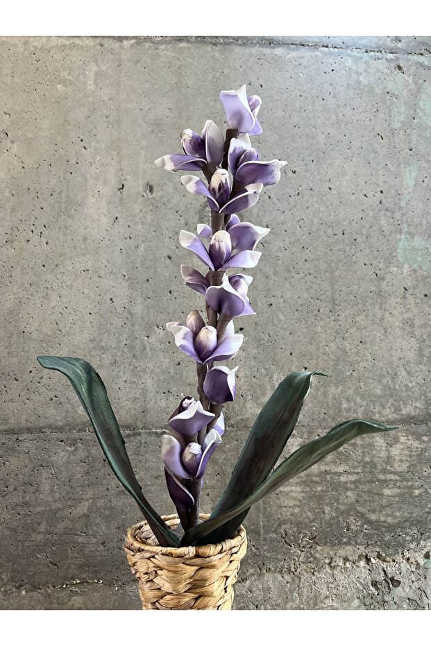 Mor Tenit Çiçeği - 3