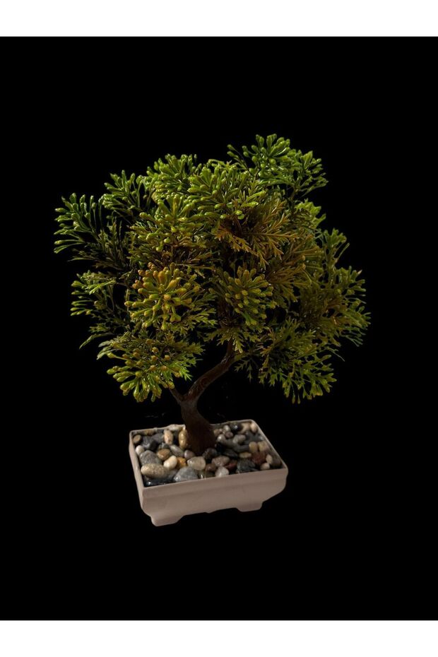 Kasımpatı Agacı - 4