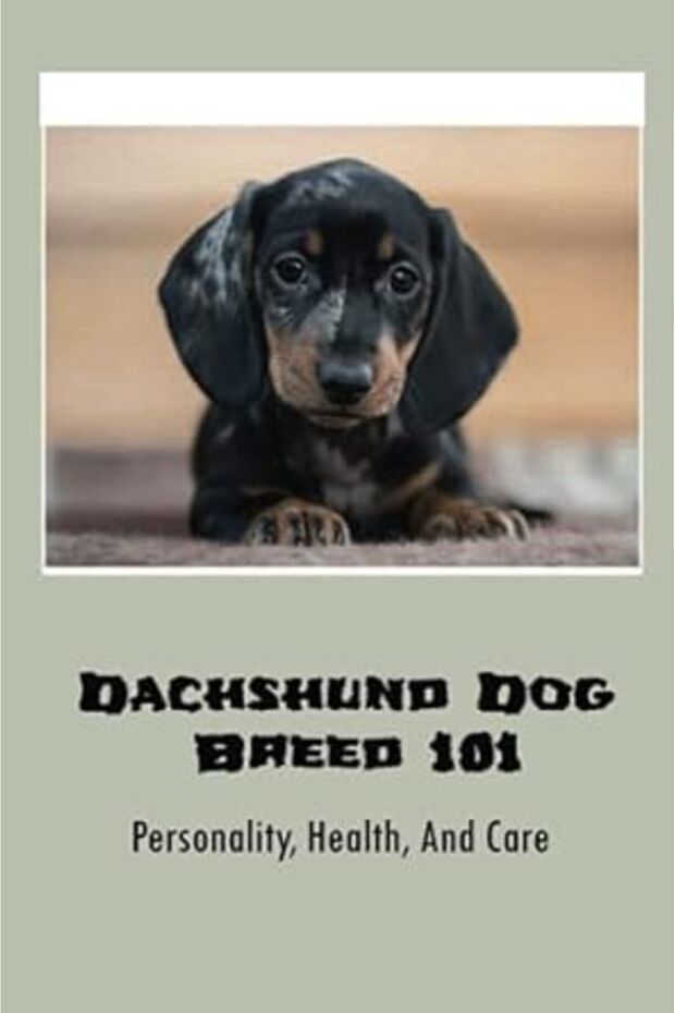 Dachshund Dog Breed 101 Personality Health And Care Where To Purchase A Doxie Puppy