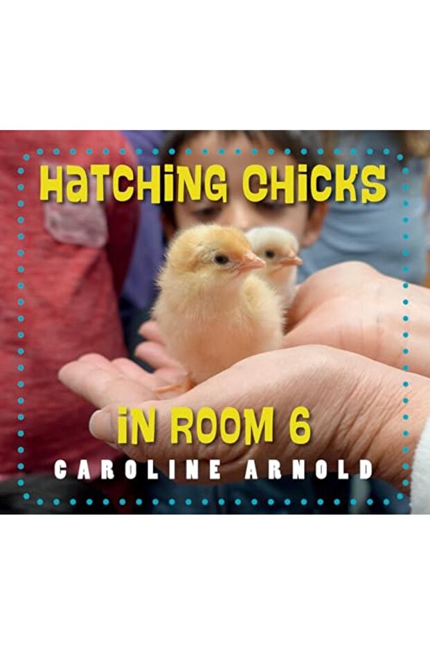 Hatching Chicks In Room 6
