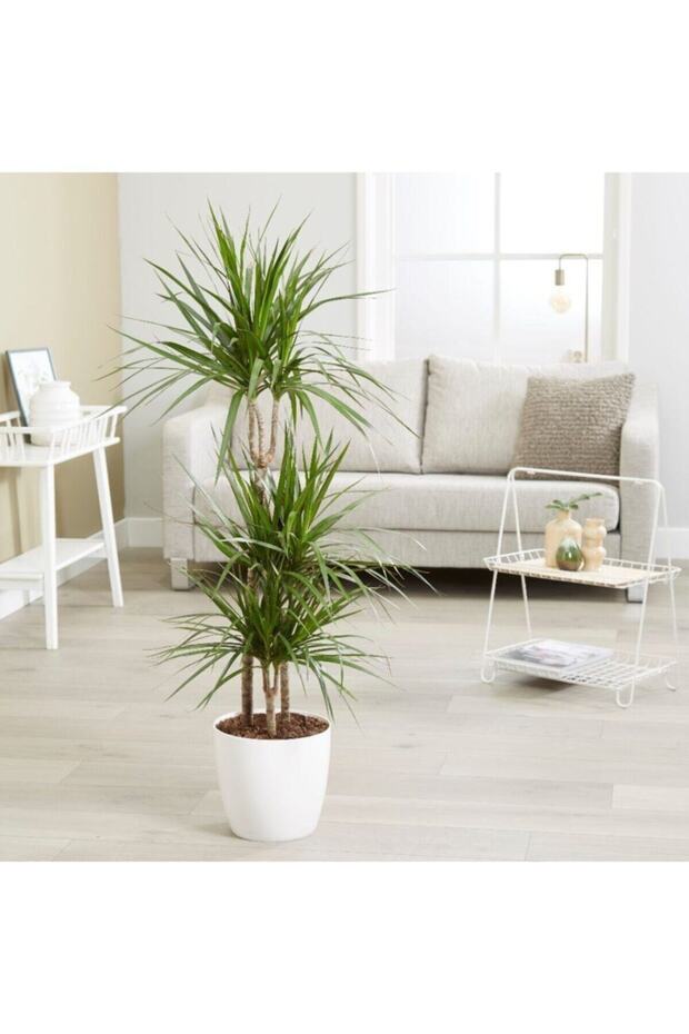 Dracaena Marginata Bitkisi 2li - 1