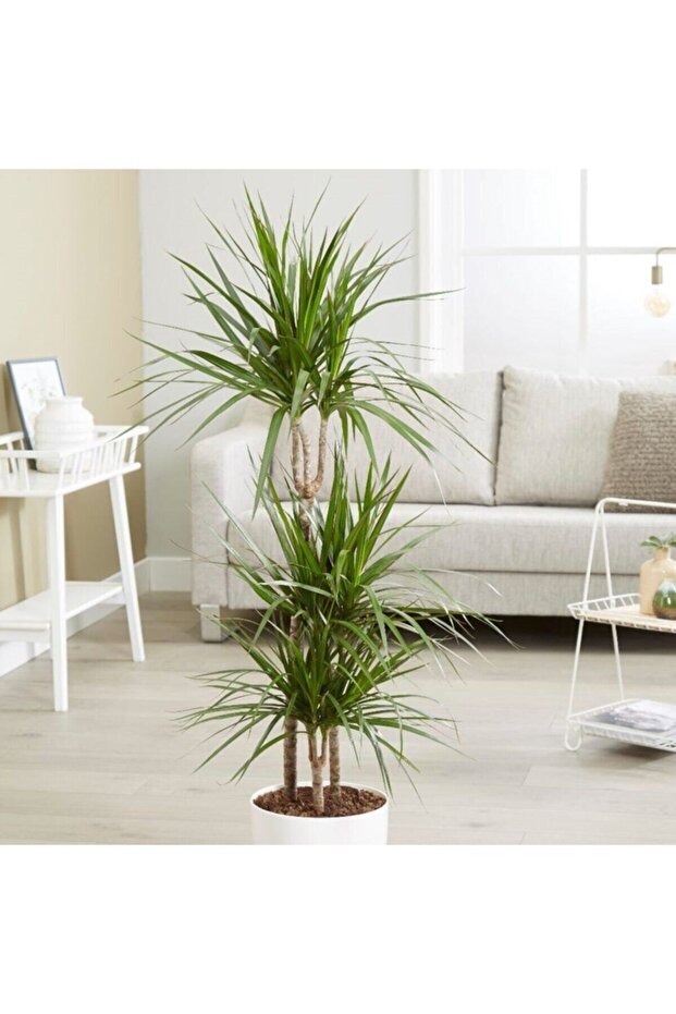 Dracaena Marginata Bitkisi 2li - 3