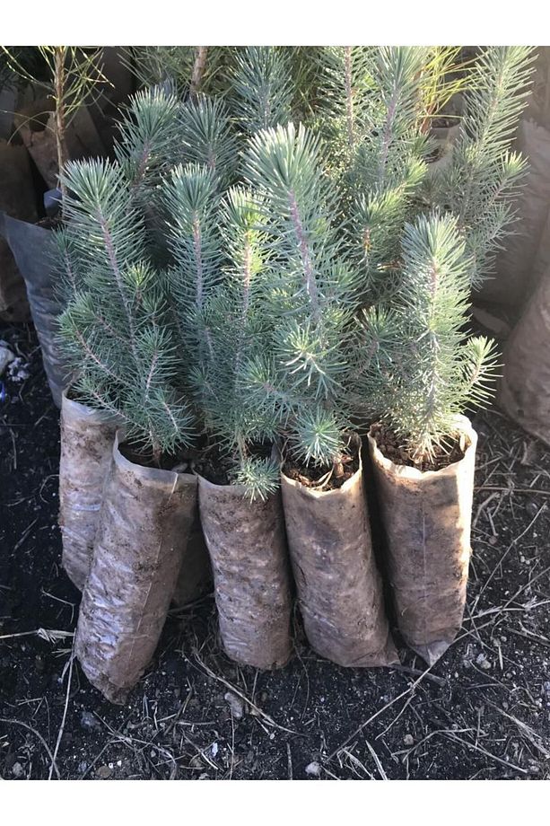 Fıstık Çamı Fidanı 5 Adet Pinus Pinea 50-60 cm - 1
