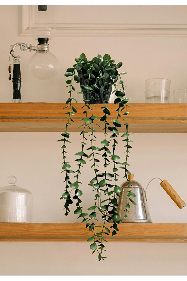 Eucalyptus Hanging in Fejka Black Diamond Flower Pot