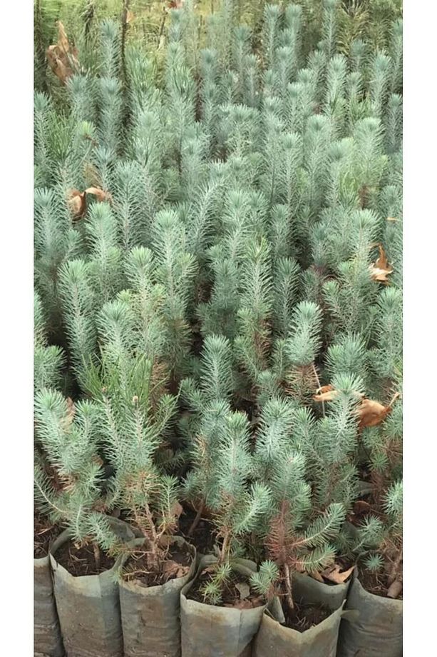 Fıstık Çamı Fidanı 5 Adet Pinus Pinea 50-60 cm - 2