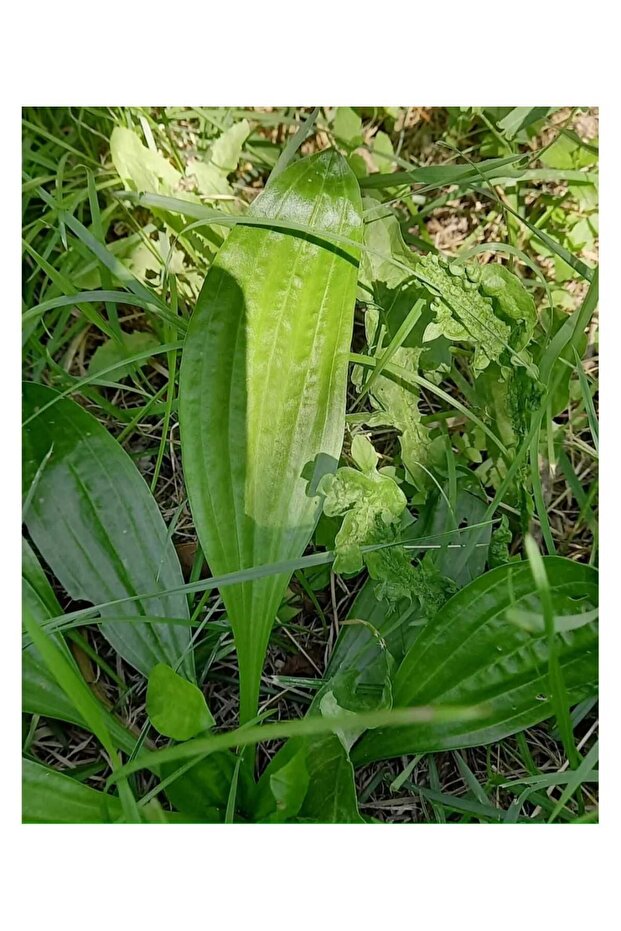 SİNİRLİ OT ( 30 GR ) - 1