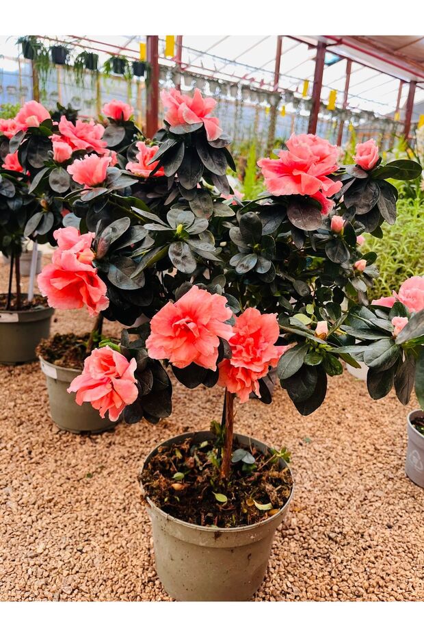 Açelya Ağacı (baston açelya çiçeği) - 1