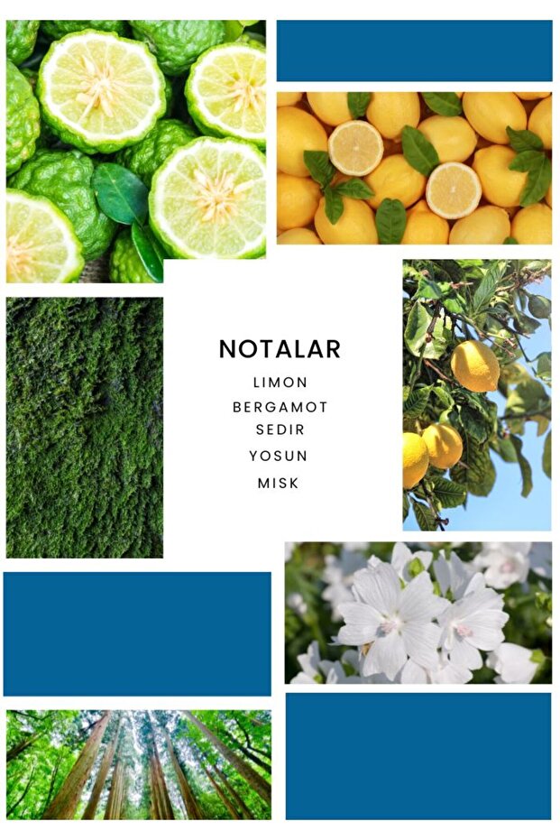 Algernon 100 ml Edp Erkek Parfüm - 4