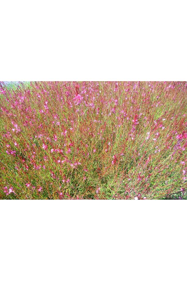 Gaura Çiçeği 5 Adet - Çok Yıllık Dış Mekan Çiçeği - 3