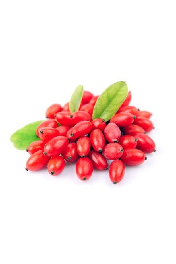 Saksılı 3 Adet Goji Berry Fidanı (1-2 Yaşında) - Sağlıklı ve Lezzetli - 4