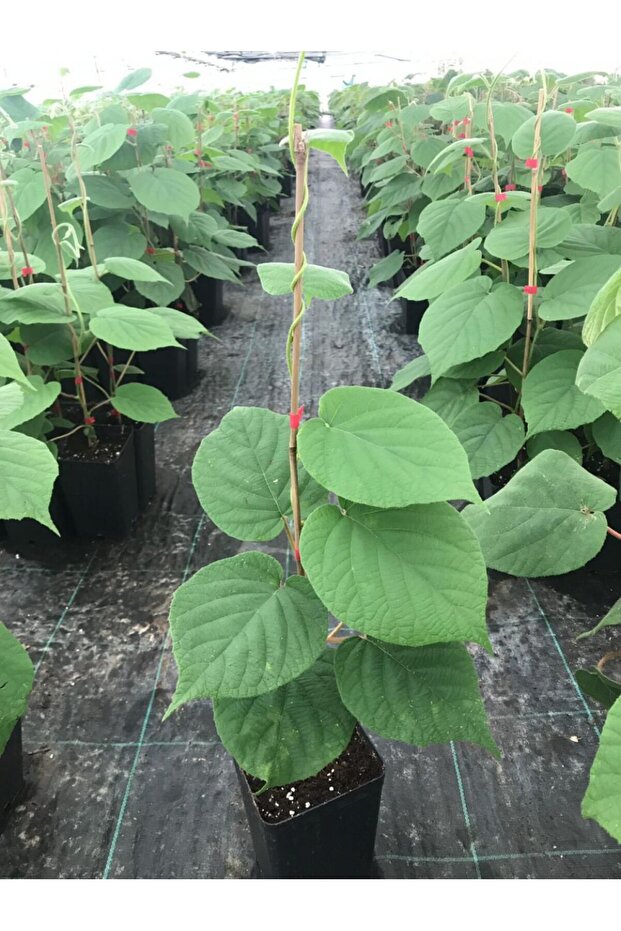 HAYWARD KİVİ FİDANI - 10 ADET - (1 Erkek + 9 Dişi) - 5