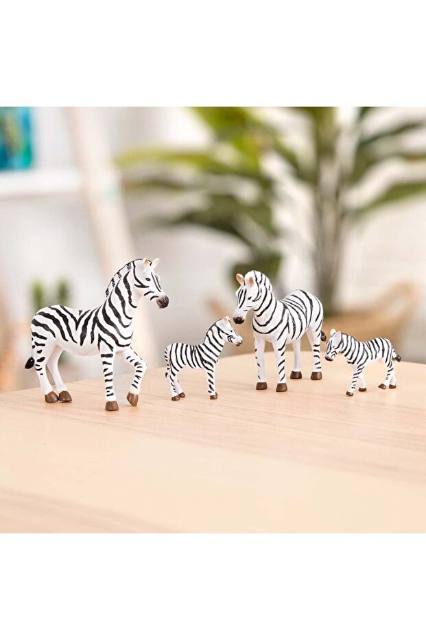 Zebra Ailesi - 2