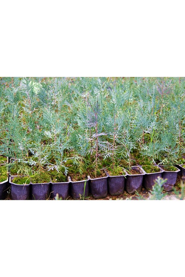 Yeşil Mazı Fidanı 20 Adet - Çit Bitkisi ( Thuja Orientalis ) - 4